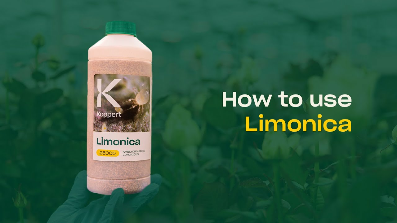 How to use Limonica from Koppert