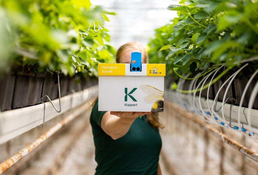 Hummeln haben kein Hitzefrei