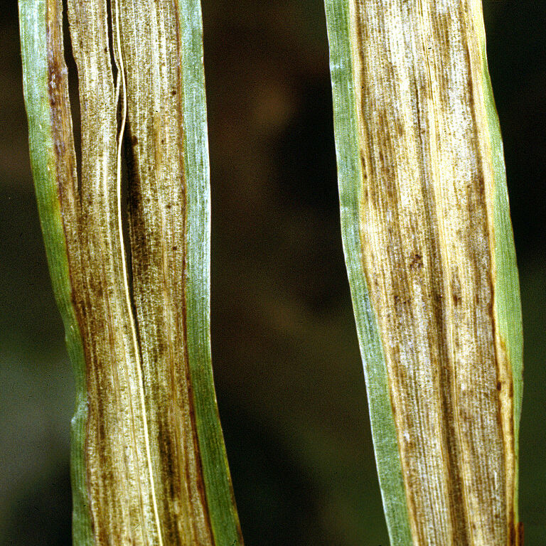 Leaf stripe Pyrenophora graminea