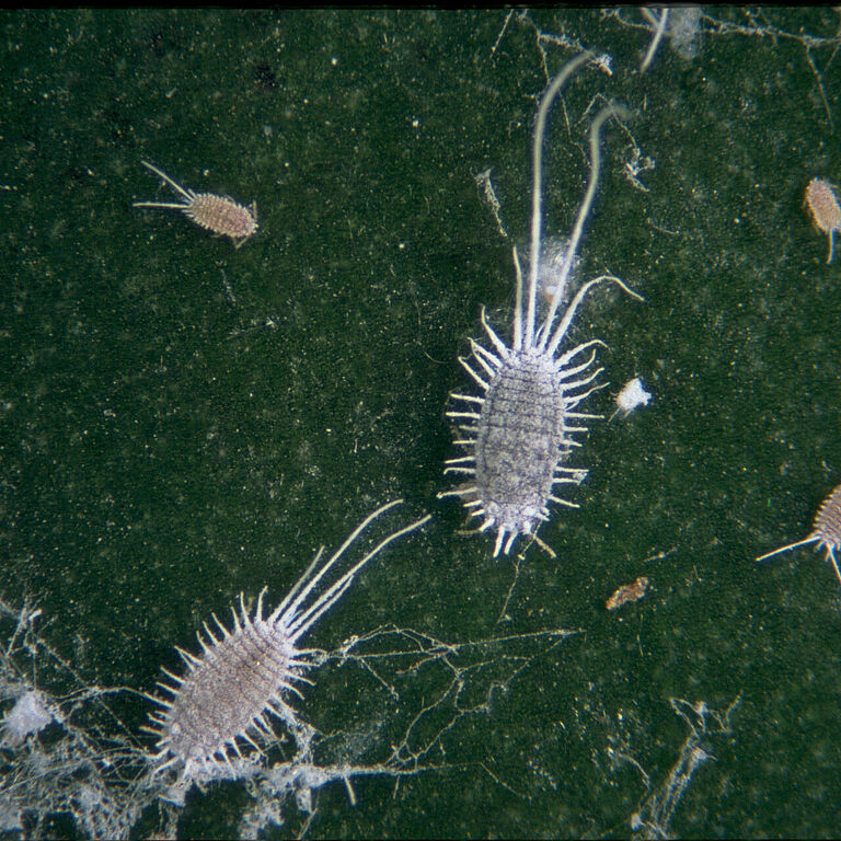 Long-tailed mealybug Pseudococcus longispinus infestation