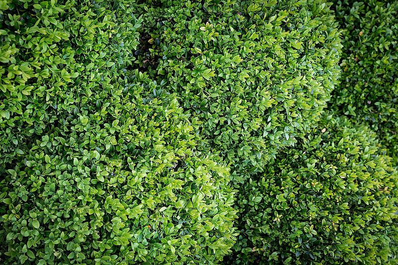 Buxus_Tree_cultivation_Koppert_Biologlcal_Systems-1.jpg
