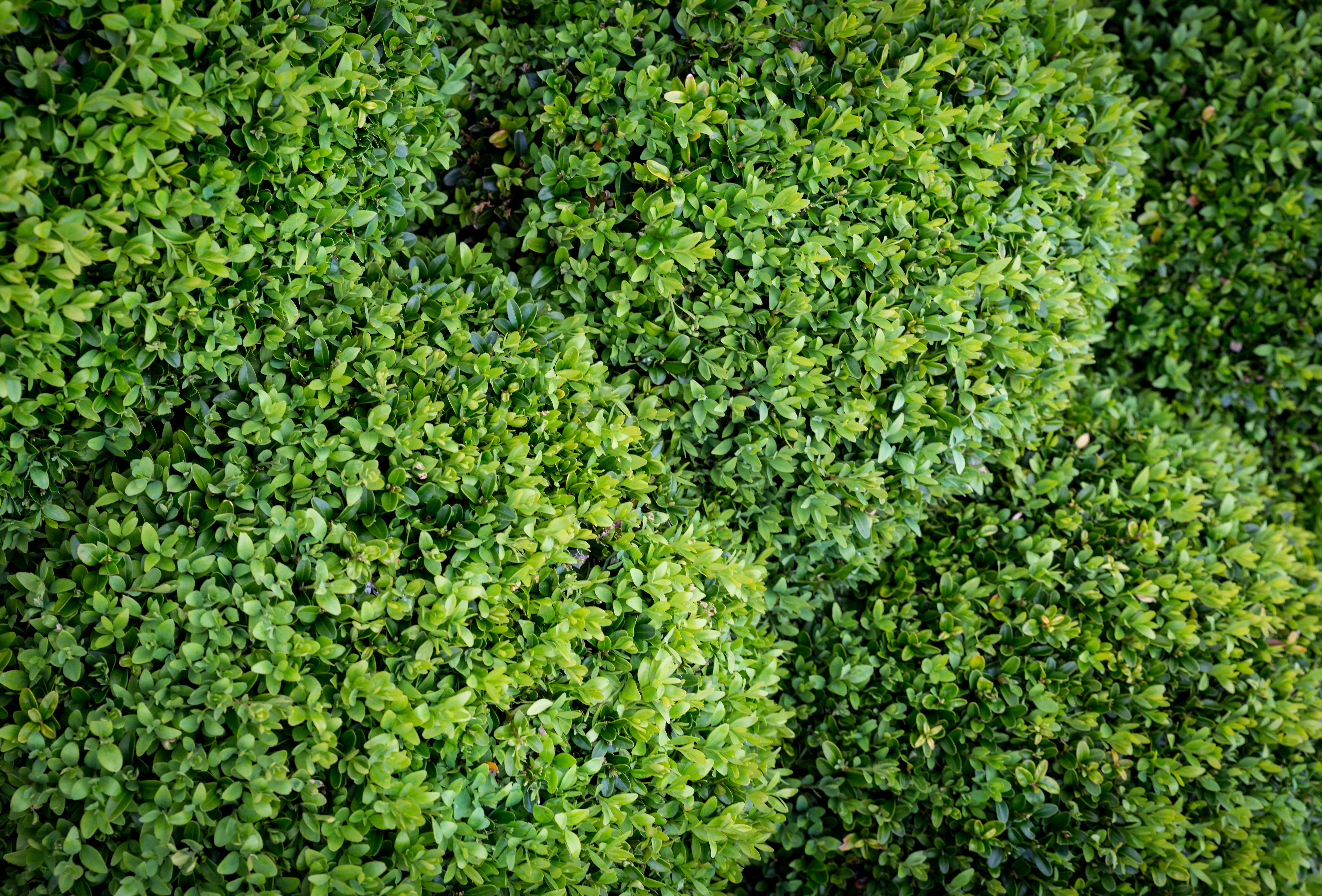 2:0 - Pheromonfalle und Nematoden gegen Buchsbaumzünsler