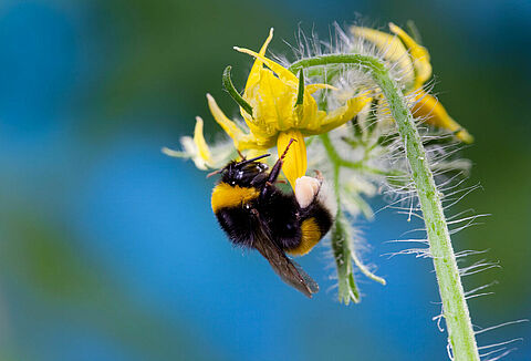 Wichtige Hinweise zur Bestäubung bei hohen Temperaturen