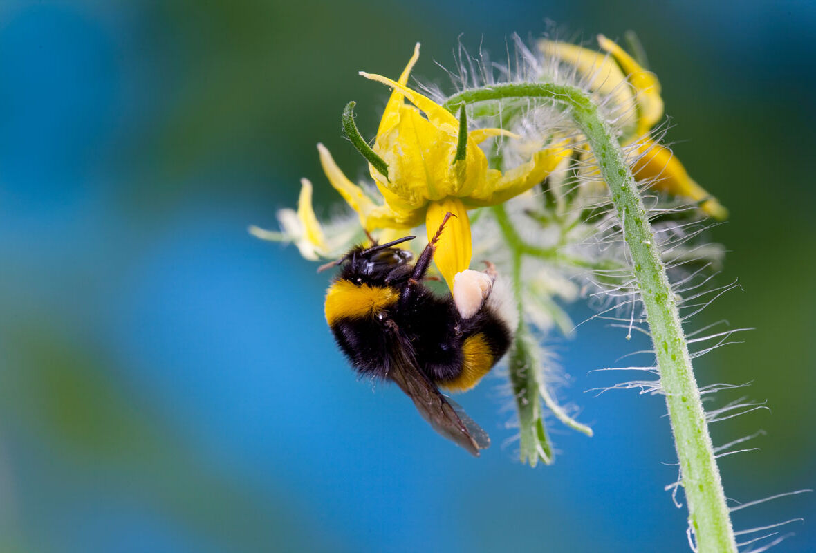 Wichtige Hinweise zur Bestäubung bei hohen Temperaturen