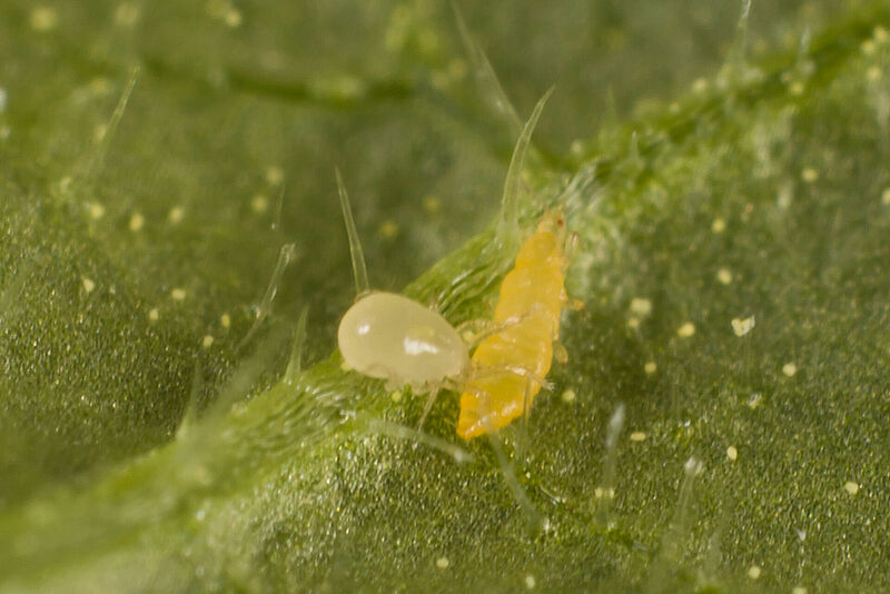 Amblydromalus_limonicus-13.jpg