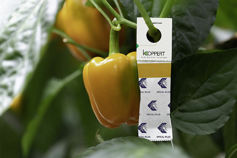 Spical_Plus_Sweet_pepper.jpg