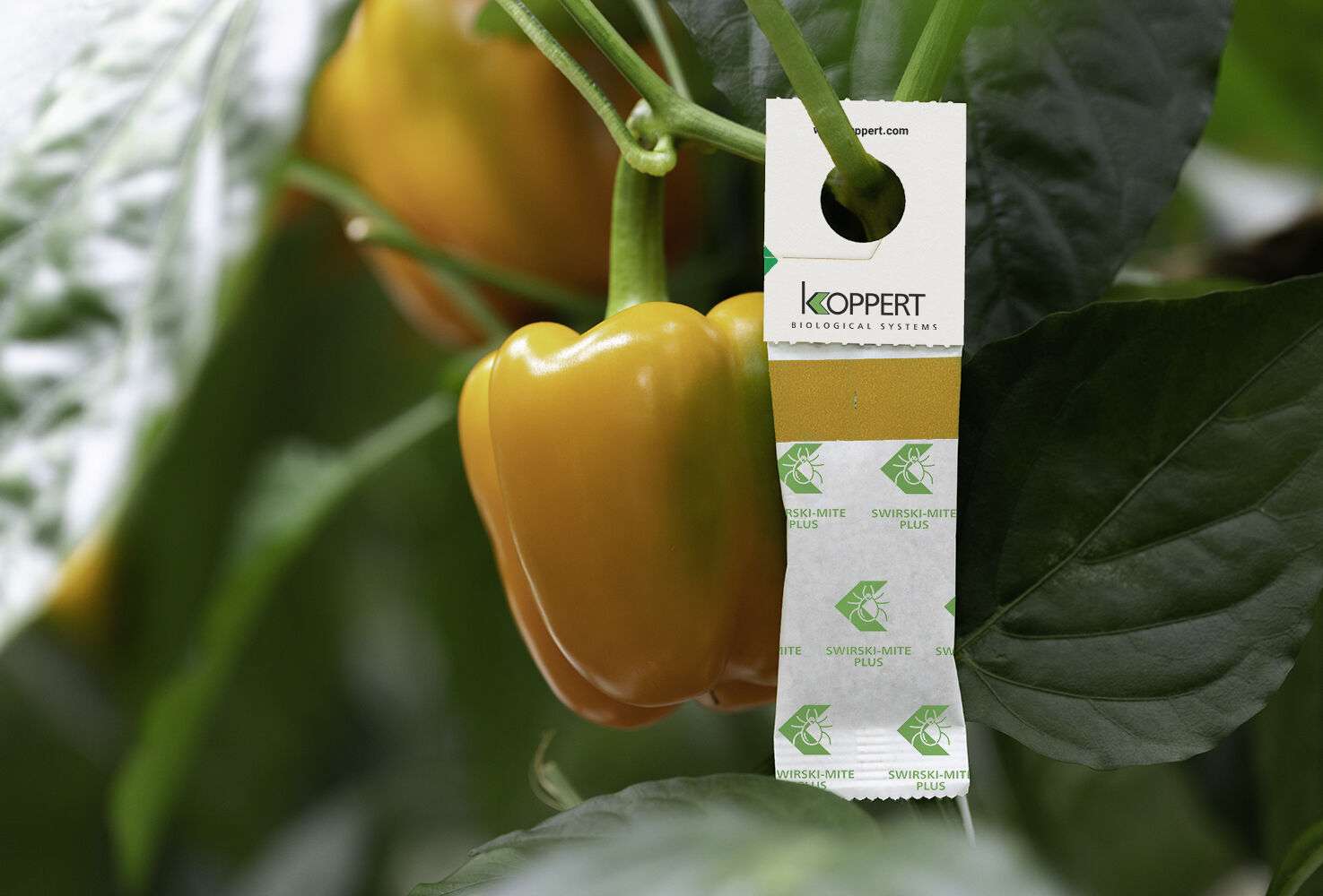 Swirski-Mite Plus in neuem Look