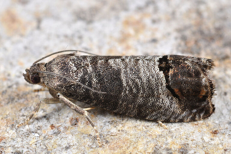 Codling moth Cydia pomonella