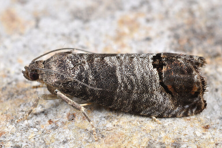 Codling moth Cydia pomonella