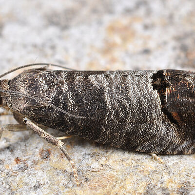 Codling moth Cydia pomonella