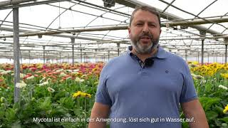 Biologische Bekämpfung von Weißer Fliege mit dem Bio-Fungizid Mycotal (Acanthomyces muscarius Ve6)