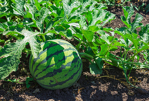 Melone
