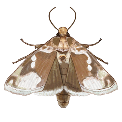 Chrysodeixis chalcites adult