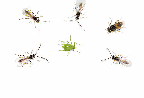 Unser A-Team gegen Blattläuse!