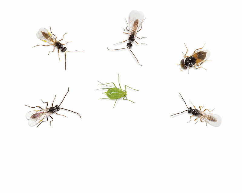 Aphiscout_Koppert_Biological_Systems-2.jpg