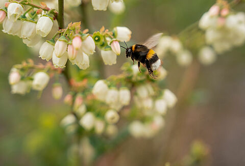 Natupol Trio: Optimale Bestäubung für maximale Heidelbeer-Erträge