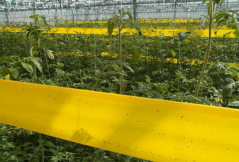 Rollertraps zum Massenfang von Schädlingen