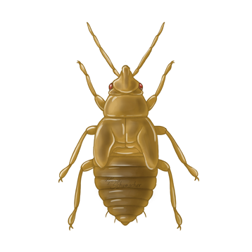 Orius laevigatus ältere Nymphe