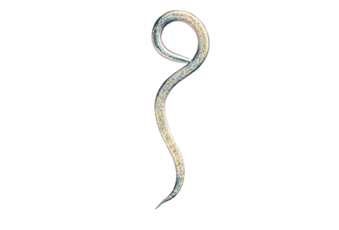 Schädlingsbekämpfung