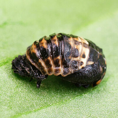 Adalia bipunctata Puppenstadium