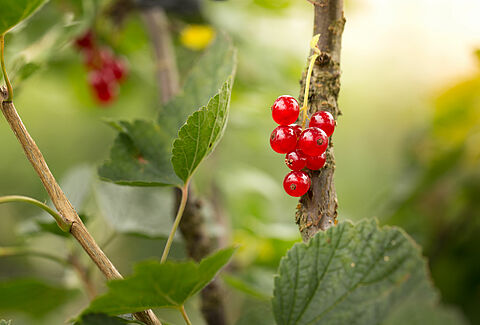 Rote Johannisbeere