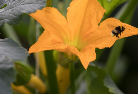 Top Kürbisernte mit Natupol Booster