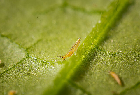 Kalifornischer Blütenthrips