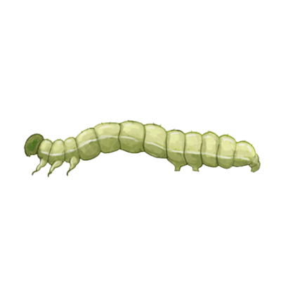 Chrysodeixis chalcites larva