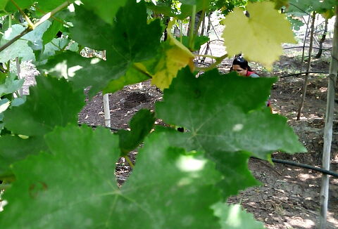 Echter Mehltau an der Weinrebe