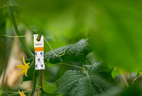 Spical-Plus in neuem Look