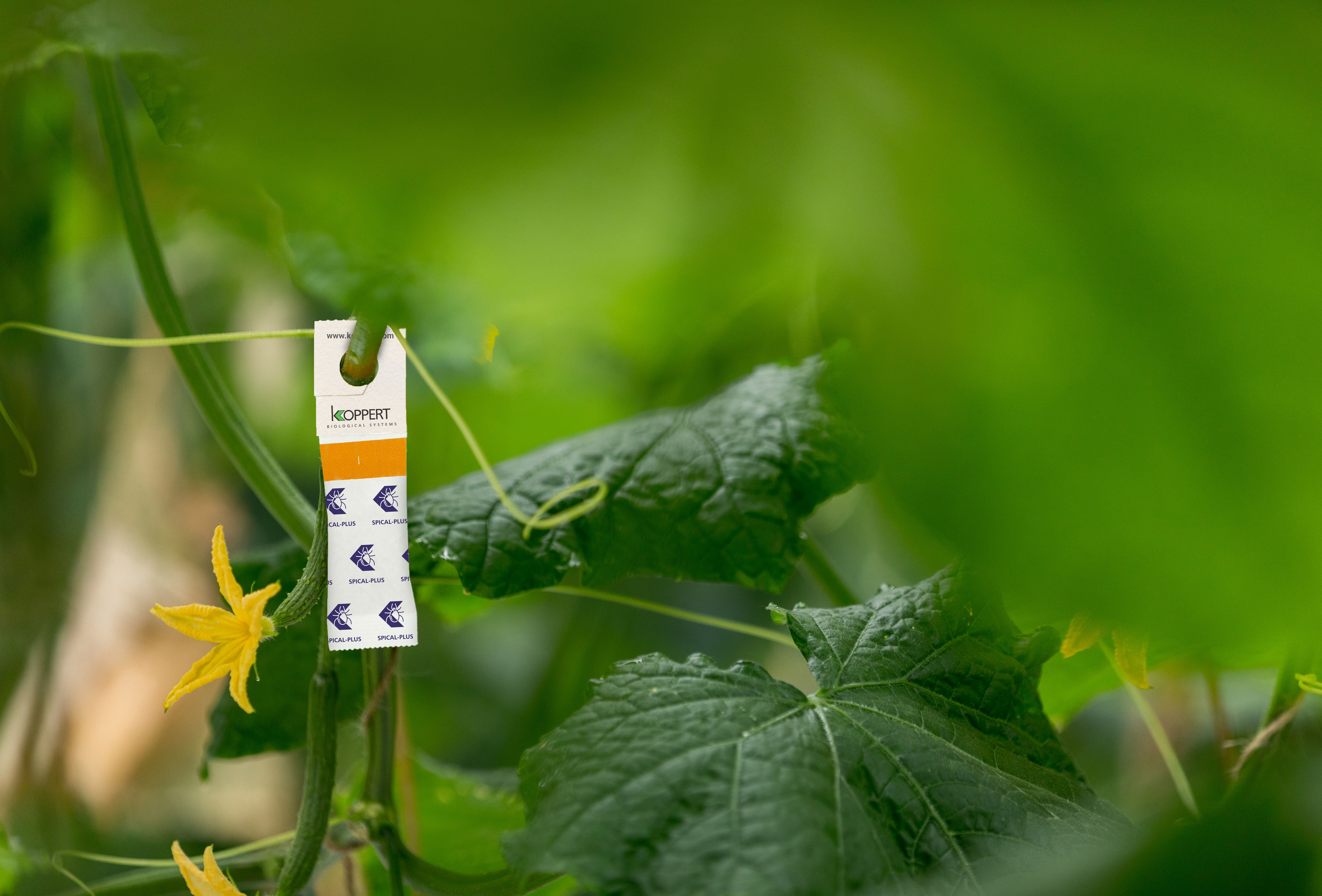 Spical-Plus in neuem Look