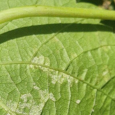 Underside of a grapevine leaf infected with downy mildew (Plasmopara viticola), showing characteristic white sporulation along the leaf veins.