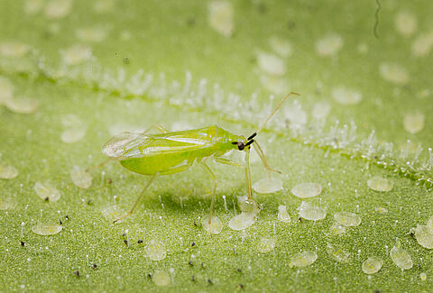 Macrolophus-Population mit Entofood aufbauen