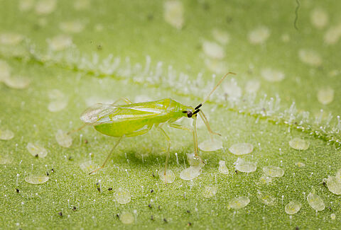 Macrolophus-Population mit Entofood aufbauen