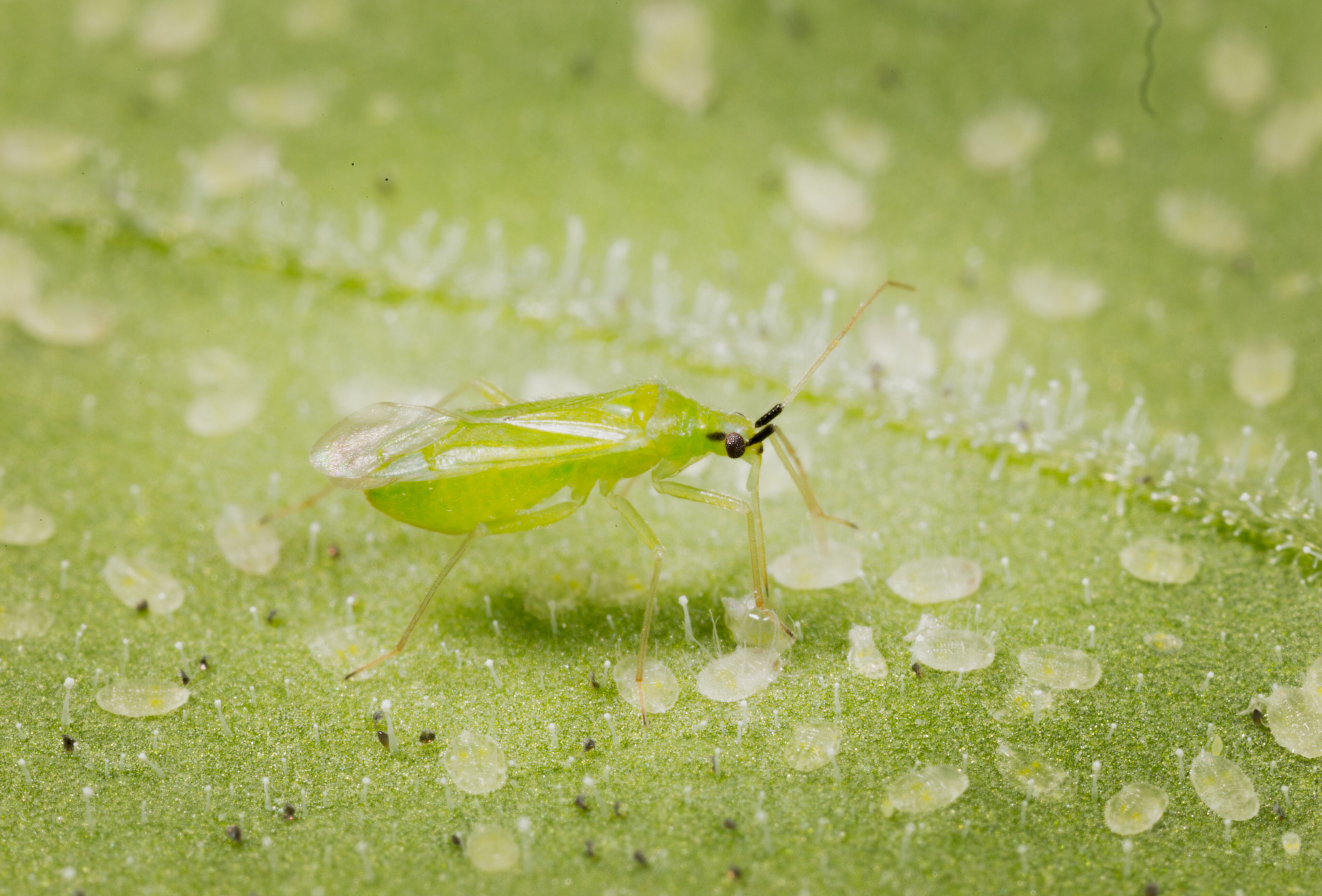 Macrolophus-Population mit Entofood aufbauen