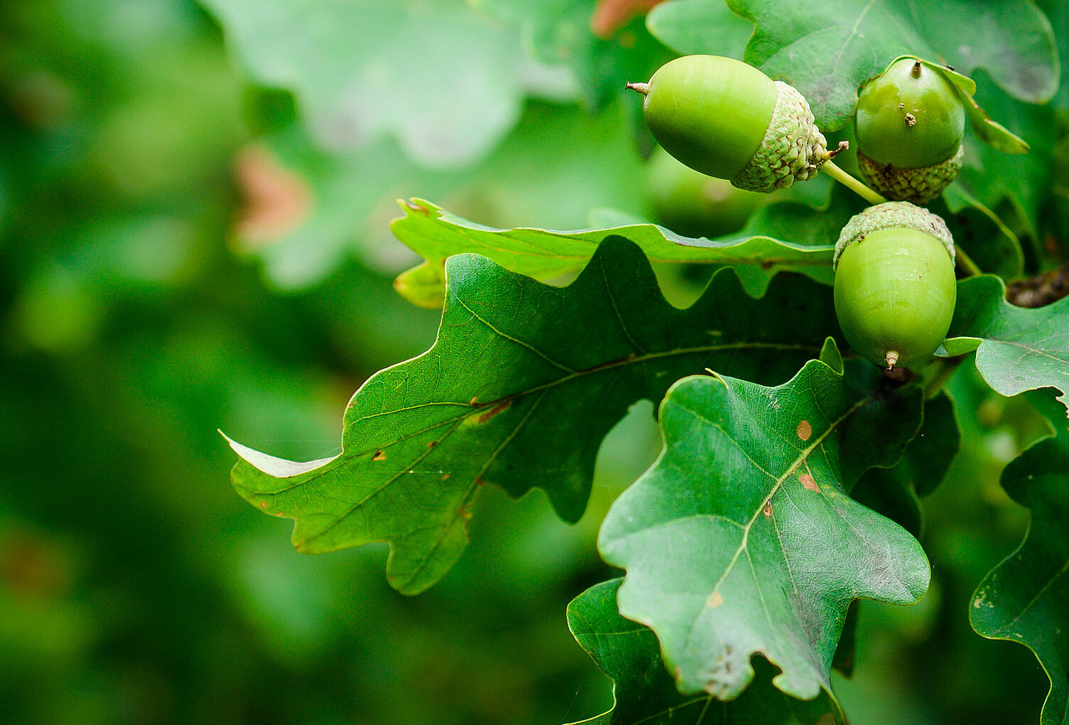 Nematoden gegen Eichenprozessionsspinner