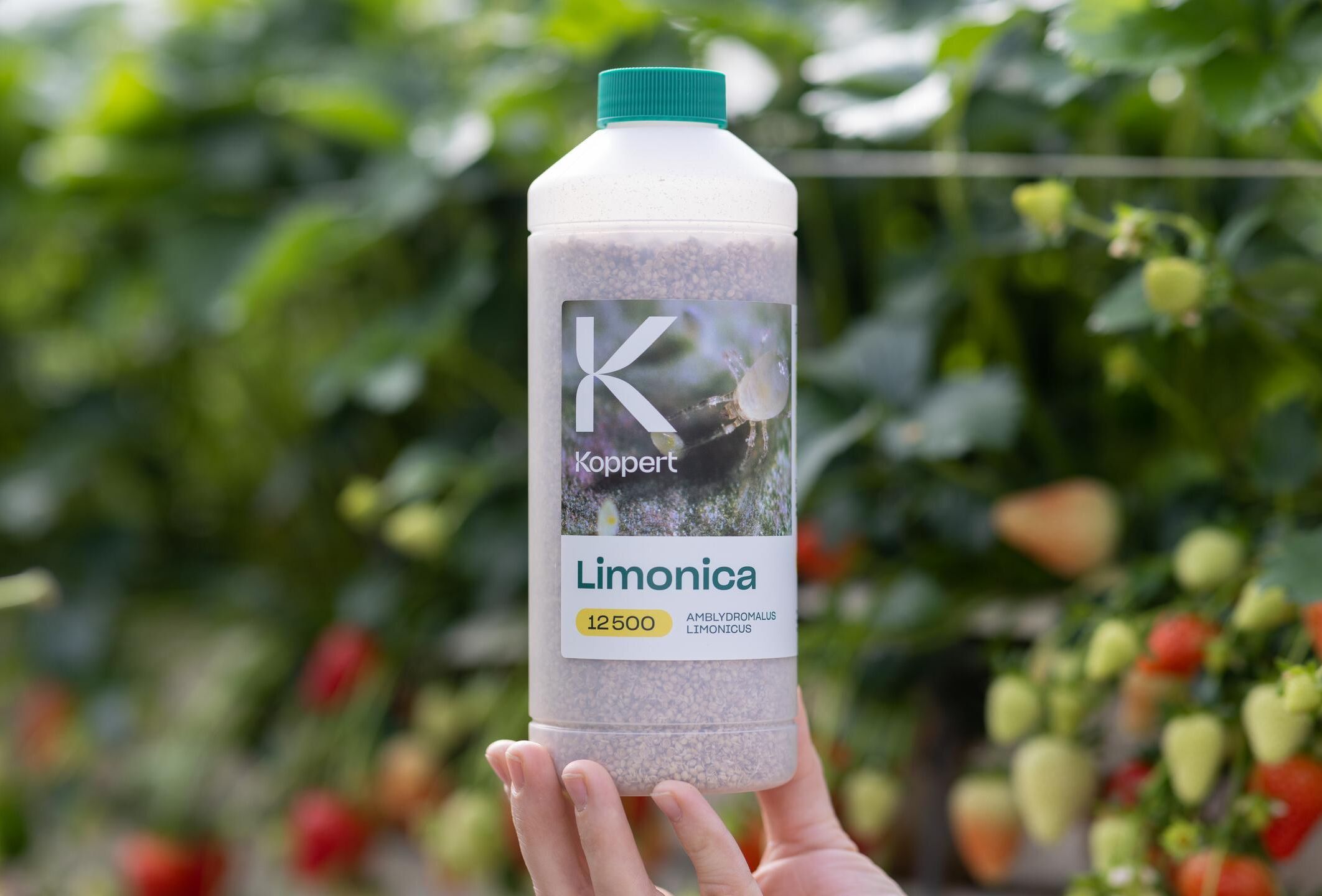 Limonica: Ein starker Verbündeter im Kampf gegen hartnäckige Thripse