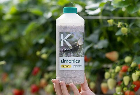 Limonica: Ein starker Verbündeter im Kampf gegen hartnäckige Thripse