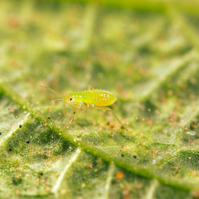 Macrolophus pygmaeus junge Nymphe