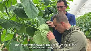 Mycotal wirkt effektiv gegen Weiße Fliege im Bioanbau von Gurken