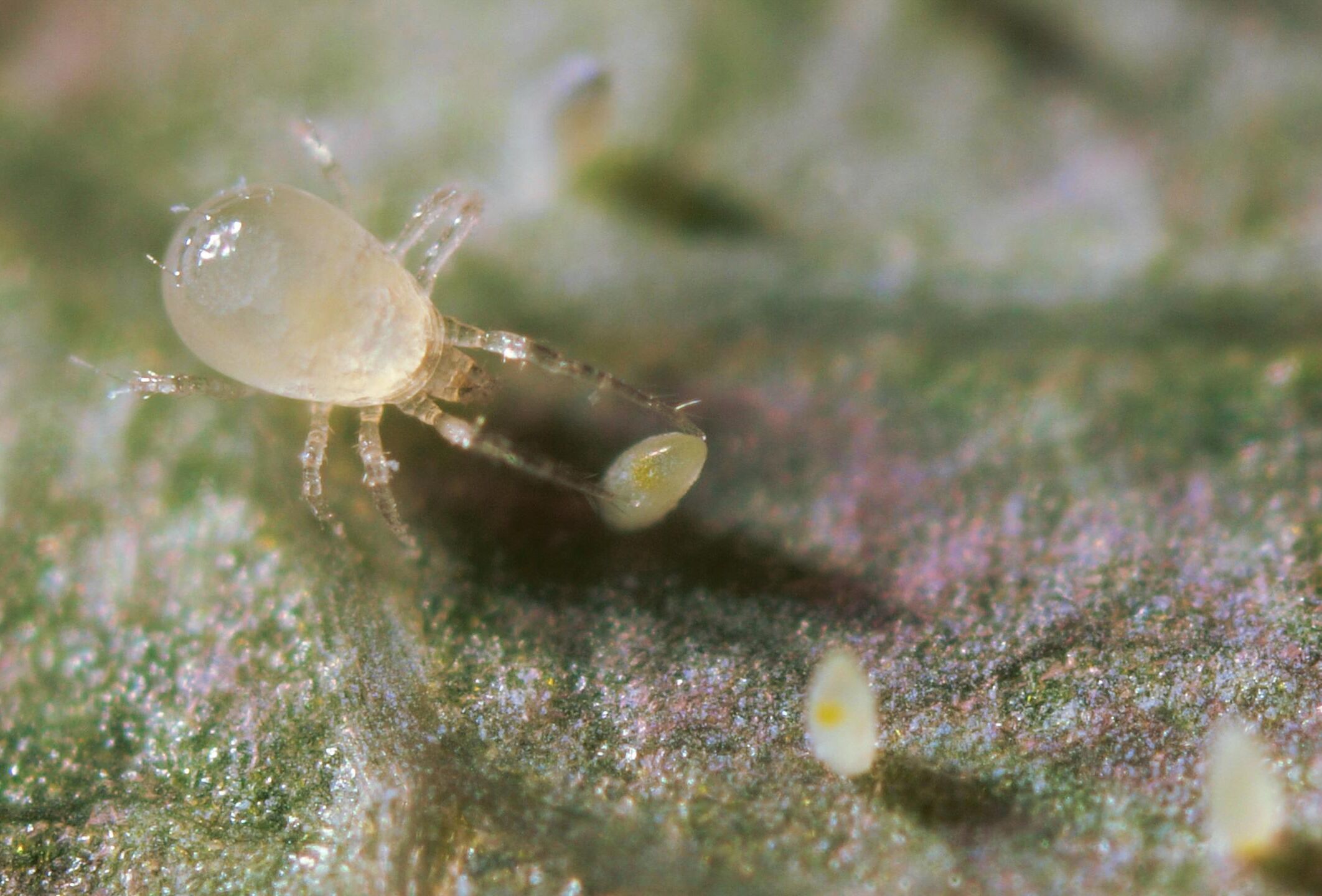 Raubmilben in größeren Verpackungseinheiten