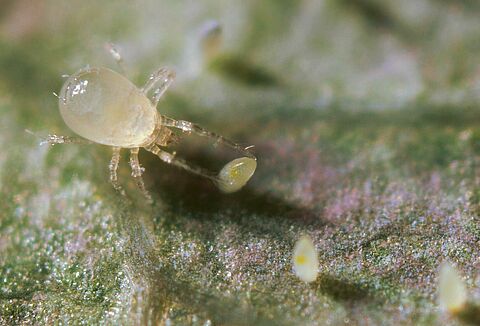 Raubmilben in größeren Verpackungseinheiten