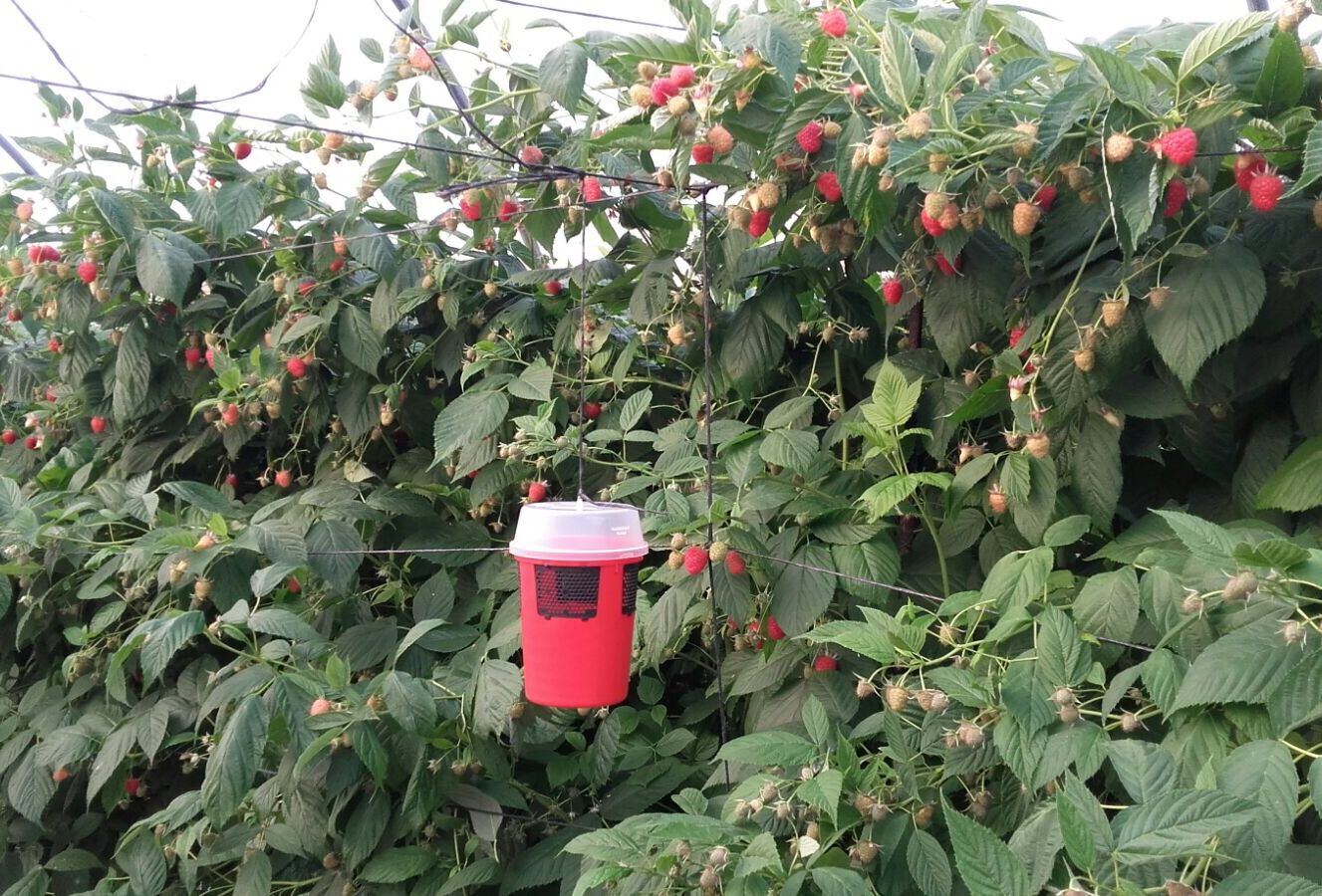 Drososan – Neue Falle gegen Drosophila suzukii