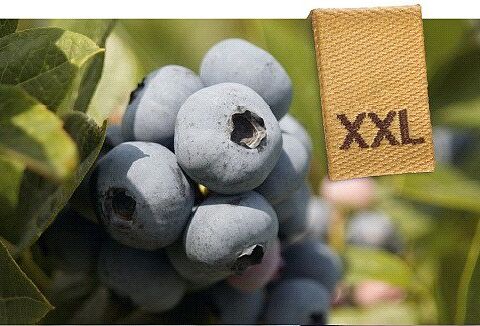 Jetzt die Blüte und Fruchtbildung von Heidelbeeren fördern