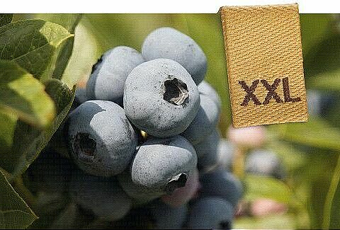 Jetzt die Blüte und Fruchtbildung von Heidelbeeren fördern