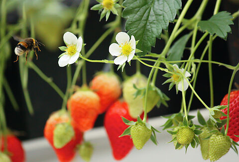Nützlingseinsatz gegen Thrips im Erdbeeranbau