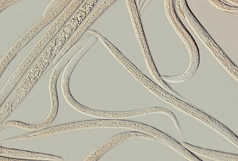 Heterorhabditis bacteriophora
