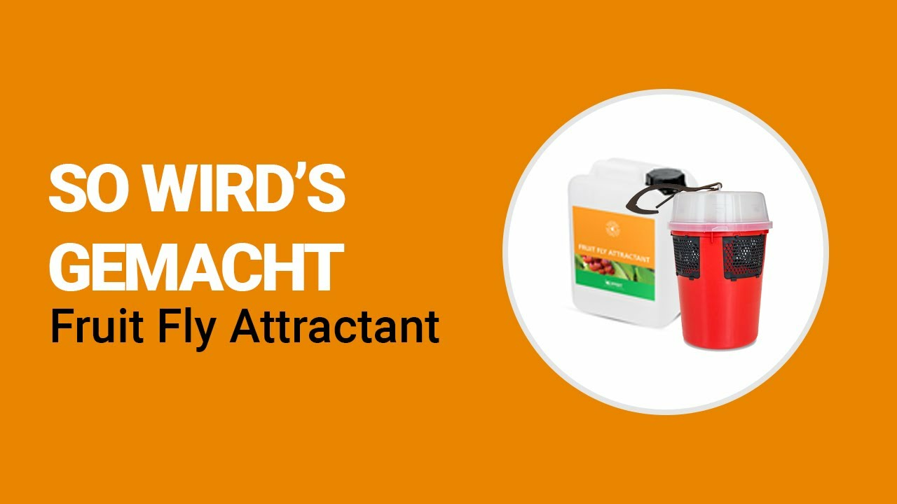 So wird's gemacht - Koppert Fruit Fly Attractant und Drososan-Falle