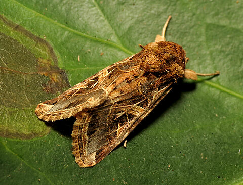 Afrikanischer Baumwollwurm