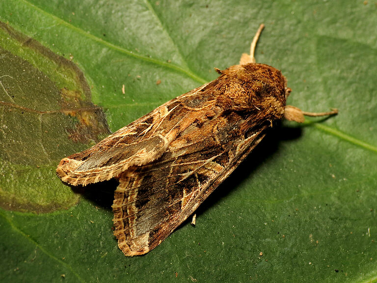 Cotton leafworm Spodoptera littoralis